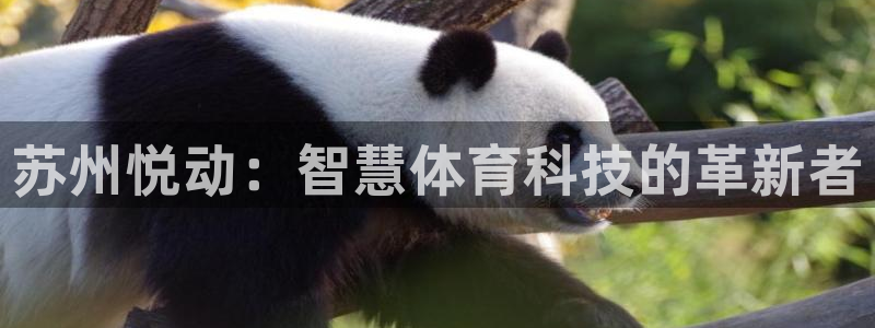 苏州悦动：智慧体育科技的革新者